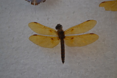 Perithemis intensa