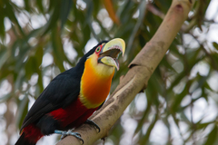 Ramphastos dicolorus