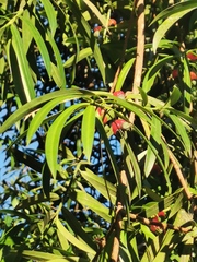 Podocarpus matudae