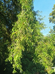 Podocarpus matudae