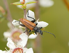 Lepturidea deplanchei