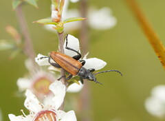 Lepturidea deplanchei