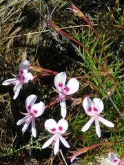 Pelargonium divisifolium