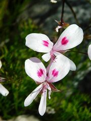 Pelargonium divisifolium