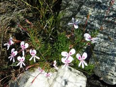 Pelargonium divisifolium