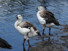 Oressochen melanopterus