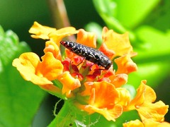 Acmaeodera haemorrhoa