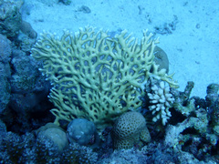 Millepora dichotoma