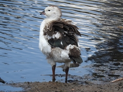 Oressochen melanopterus
