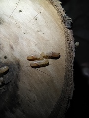 Kalotermitidae