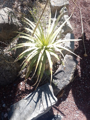 Hechtia podantha