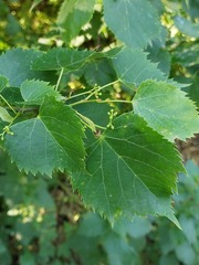 Tilia mongolica