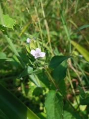 Epilobium glandulosum
