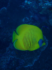 Chaetodon semilarvatus