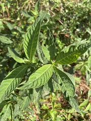 Psychotria tenuifolia