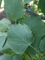 Tilia mongolica