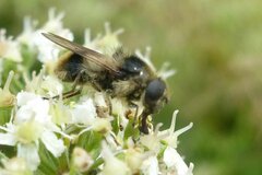 Cheilosia illustrata