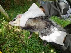 Didelphis pernigra