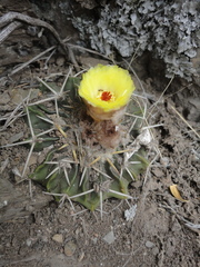 Parodia erinaceus