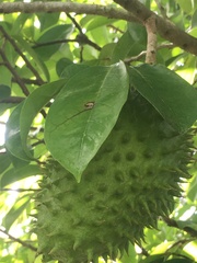 Annona muricata