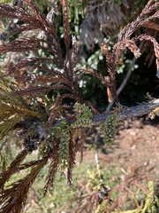 Cryptomeria japonica