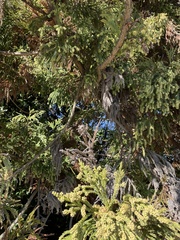 Cryptomeria japonica