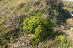 Scleranthus biflorus