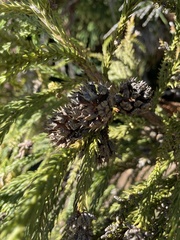 Cryptomeria japonica