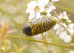 Stigmodera macularia