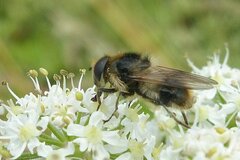 Cheilosia illustrata