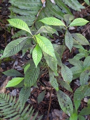 Psychotria nervosa