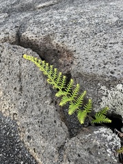 Pityrogramma austroamericana