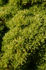 Scleranthus biflorus