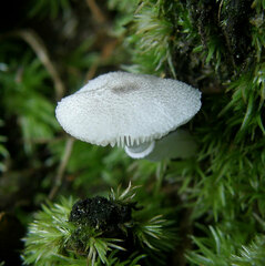Lepiota phaeosticta