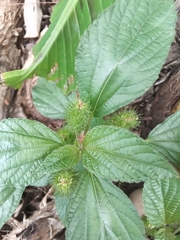 Acalypha arvensis