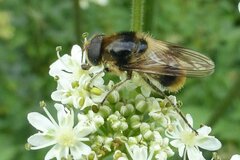 Cheilosia illustrata
