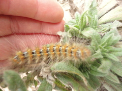 Paracles deserticola