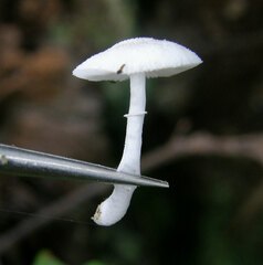 Lepiota phaeosticta