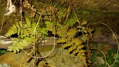 Cystopteris fragilis