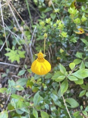 Calceolaria biflora