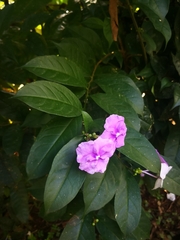 Brunfelsia grandiflora