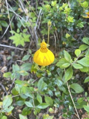 Calceolaria biflora