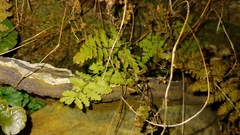 Cystopteris fragilis