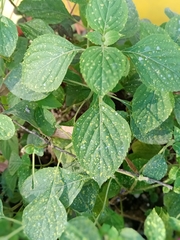 Acalypha indica