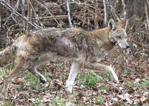 Coyote photographed in Rhode Island