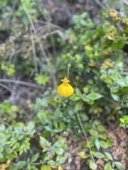 Calceolaria biflora