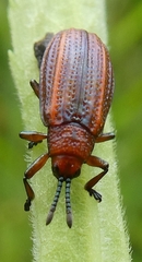 Microrhopala vittata