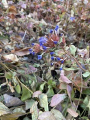 Ceratostigma