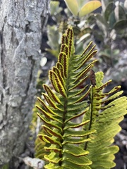 Polypodium pellucidum