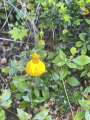 Calceolaria biflora